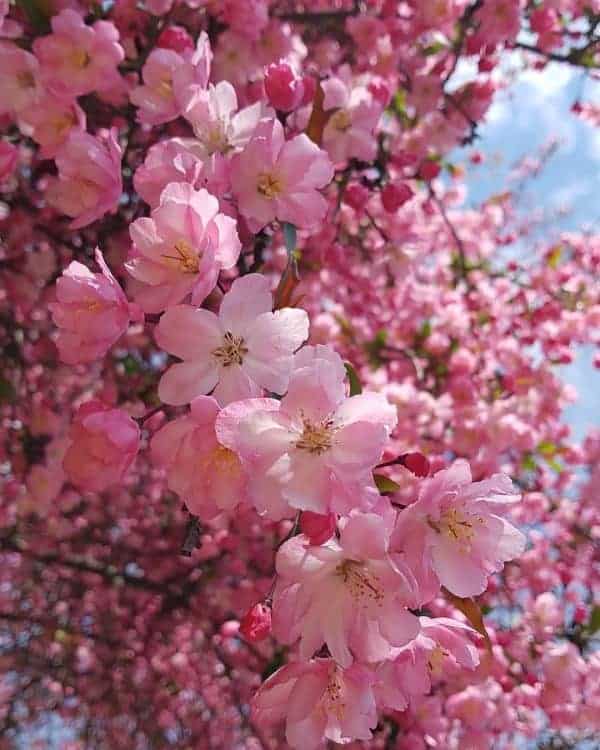 Jeonju during the cherry blossom season