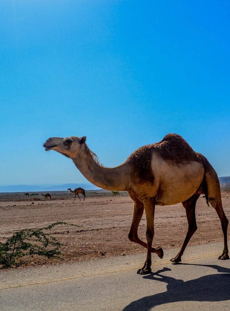 Salalah has a tropical climate 