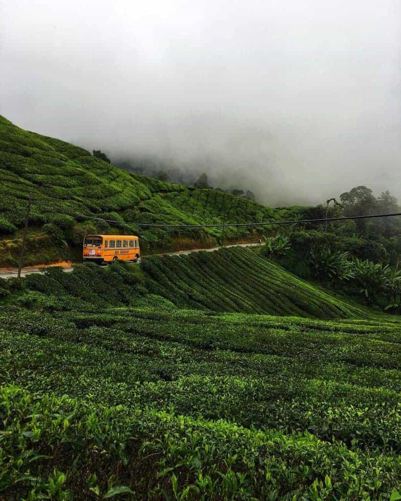 Cameron Highlands tea fields