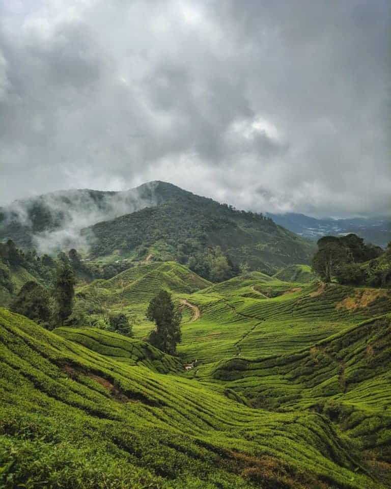 Cameron Highlands Travel Guide, Malaysia: Your 2024 Guide