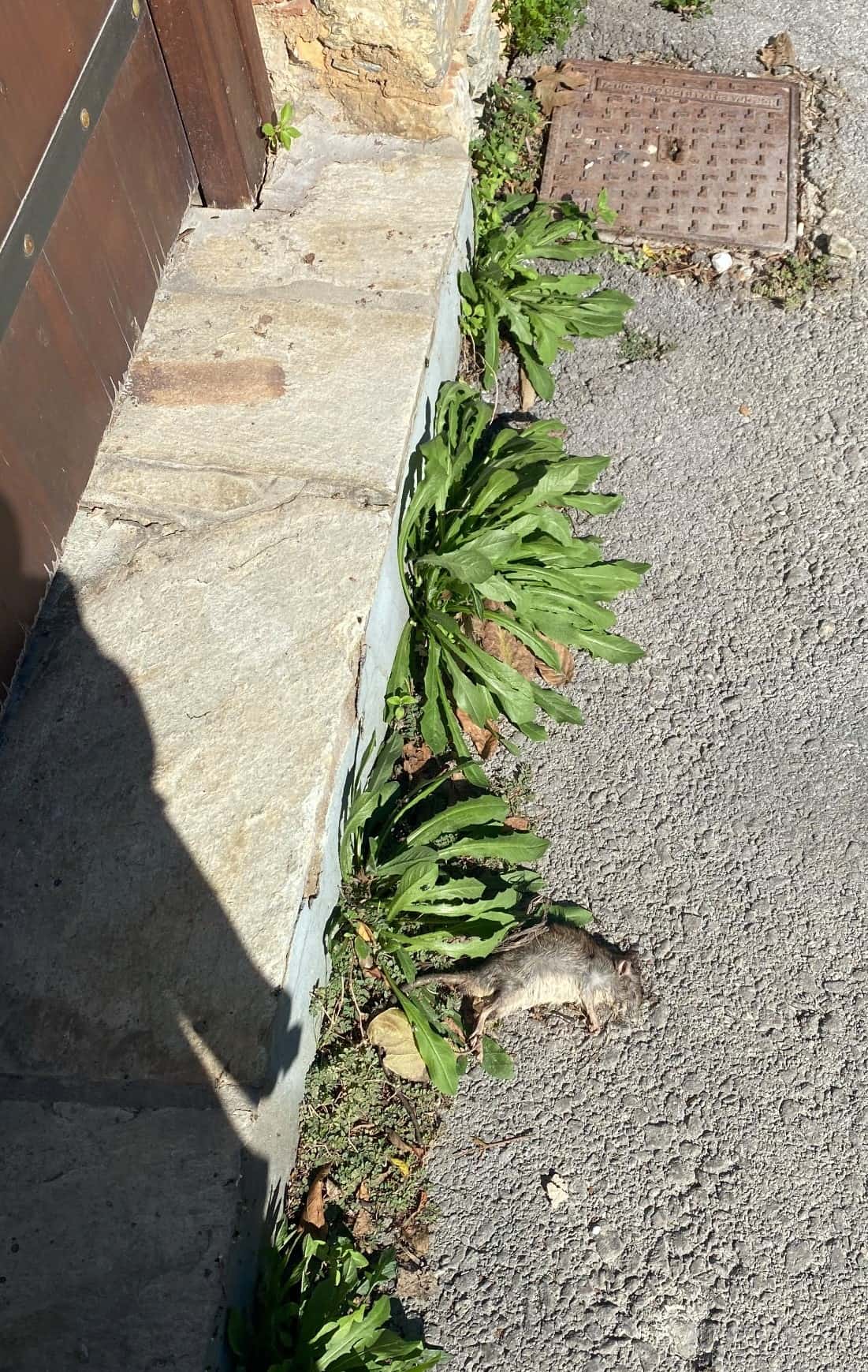 Dead Rat on the doorstep of Perivoli Holiday Studios left to rot