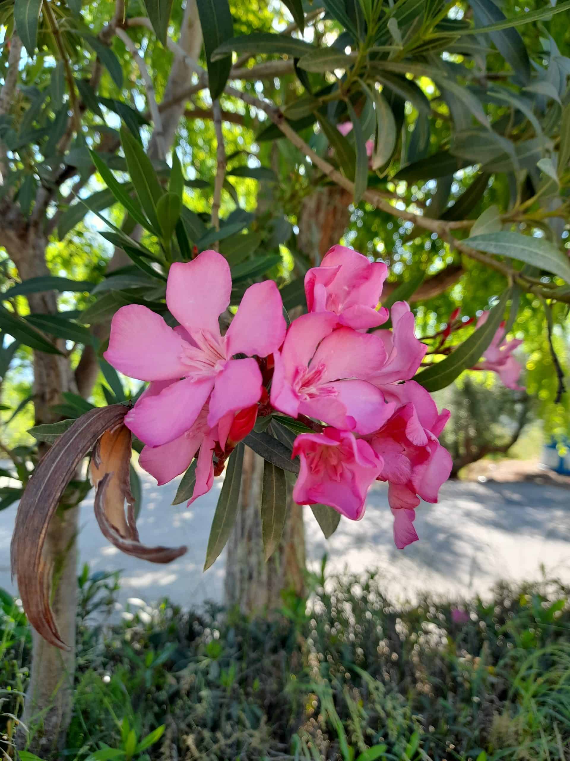 Spring in Greece