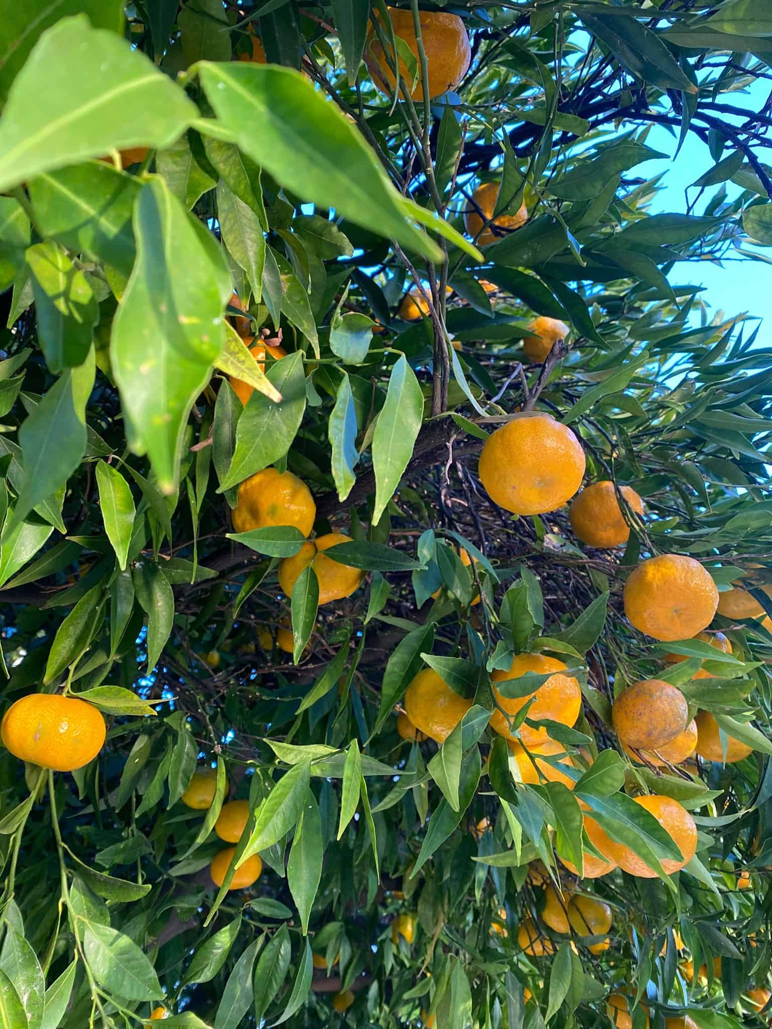 Palio Klima Skopelos